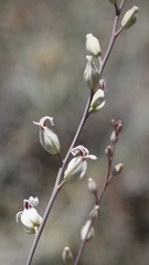 Streptanthus glandulosus albidus