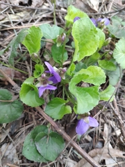 Viola odorata
