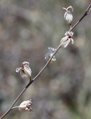 Streptanthus glandulosus albidus