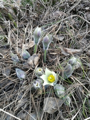 Pulsatilla patens