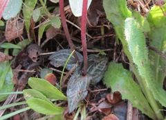 Disperis woodii