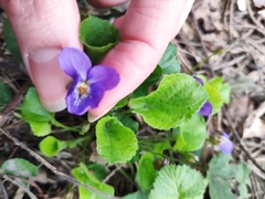 Viola odorata