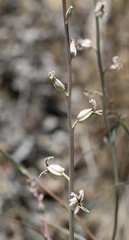 Streptanthus glandulosus albidus