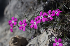 Phlox nana