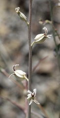 Streptanthus glandulosus albidus