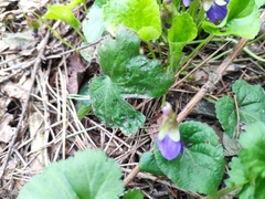 Viola odorata