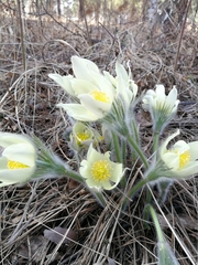 Pulsatilla patens