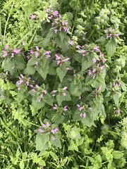Lamium purpureum