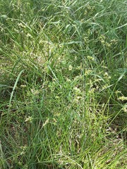 Carex texensis