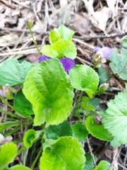 Viola odorata