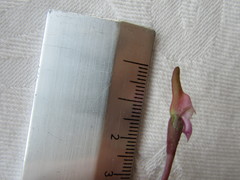 Disperis woodii