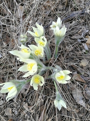Pulsatilla patens