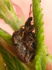 Phyllobius contemptus