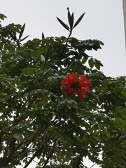 Spathodea campanulata