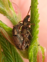Phyllobius contemptus