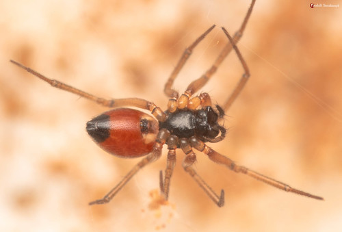 Black-tailed Ostearius