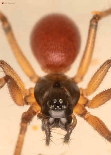 Black-tailed Ostearius