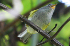 Phylloscopus castaniceps
