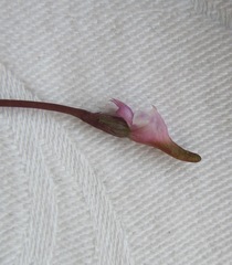 Disperis woodii