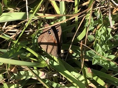 Cassionympha cassius