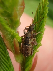 Phyllobius contemptus