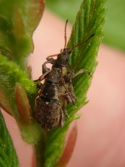 Phyllobius contemptus