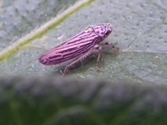 Graphocephala appropinquans