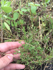 Arenaria serpyllifolia