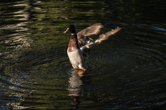 Anas platyrhynchos