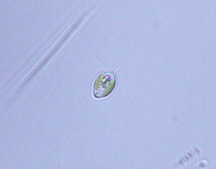 Cryptista