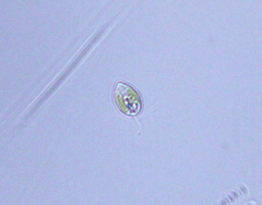 Cryptista