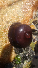 Actinia ebhayiensis