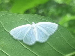 Lomographa vestaliata