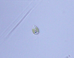 Cryptista