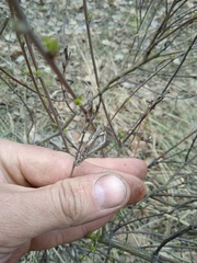 Chamaecytisus ruthenicus