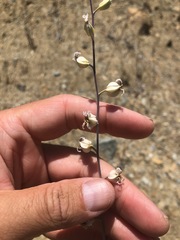 Streptanthus glandulosus albidus