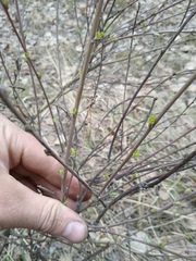 Chamaecytisus ruthenicus