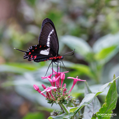 Parides agavus