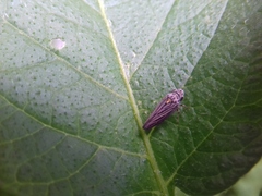 Graphocephala appropinquans