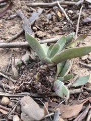 Crassula nudicaulis