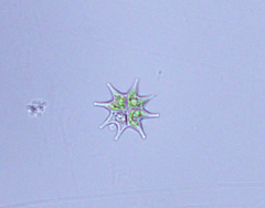 Pseudopediastrum boryanum longicorne