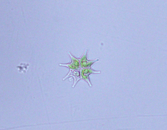 Pseudopediastrum boryanum longicorne