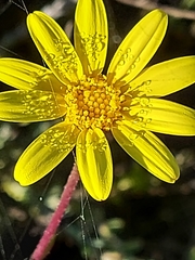 Othonna auriculifolia