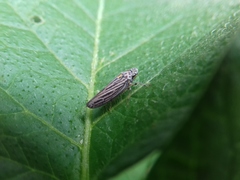 Graphocephala appropinquans