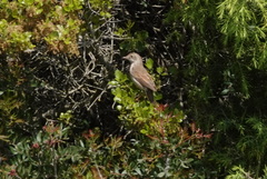 Curruca communis
