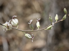 Streptanthus glandulosus albidus