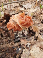 Gyromitra fastigiata
