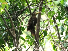 Blythipicus pyrrhotis