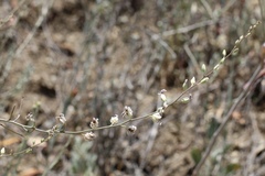 Streptanthus glandulosus albidus