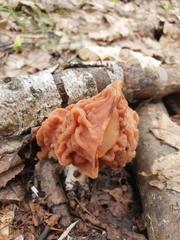 Gyromitra fastigiata
